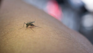 Leia mais sobre o artigo Como a dedetização pode proteger sua família da dengue